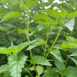 Set of 3 Stinging Nettle Bare Roots - Urtica dioica - Medicinal & Edible Herb Plant for Garden - Image 2