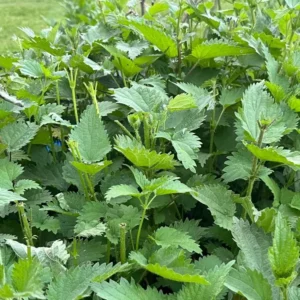 Set of 3 Stinging Nettle Bare Roots - Urtica dioica - Medicinal & Edible Herb Plant for Garden - Image 3