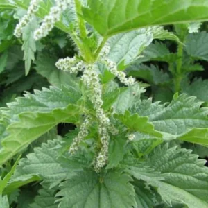 Set of 3 Stinging Nettle Bare Roots - Urtica dioica - Medicinal & Edible Herb Plant for Garden - Image 1