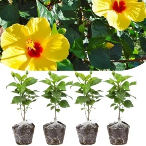 Set of 4 Deep Red Hibiscus Plants Live, Tropical Flowering Shrub, 4-8" Tall, Cold Hardy - Image 2