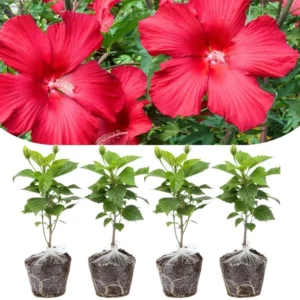 Set of 4 Deep Red Hibiscus Plants Live, Tropical Flowering Shrub, 4-8