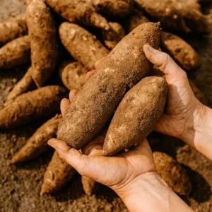 Set of 5 Cassava Yuca Cuttings - 3-5