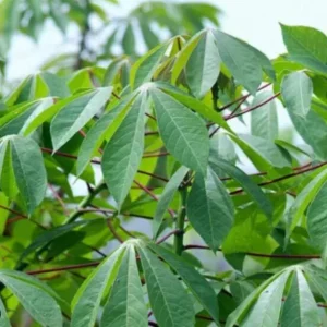 Set of 5 Cassava Yuca Cuttings - 3-5