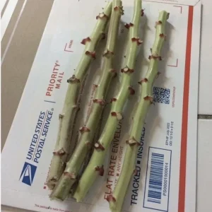 Set of 5 Cassava Yuca Cuttings - 3-5