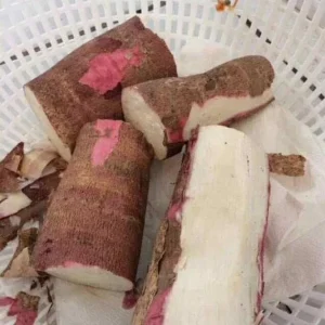 Set of 5 Cassava Yuca Cuttings - 3-5