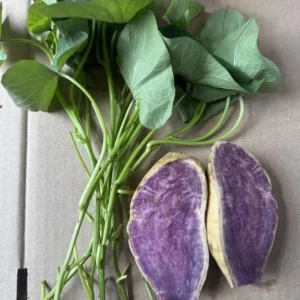 Set of 5 Purple Okinawa Sweet Potato Live Plants – Rooted Slips – Easy Grow Vine - Image 4