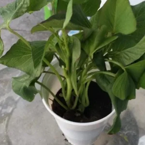 Set of 5 Purple Okinawa Sweet Potato Live Plants – Rooted Slips – Easy Grow Vine - Image 5