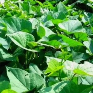 Set of 5 Purple Okinawa Sweet Potato Live Plants – Rooted Slips – Easy Grow Vine - Image 7