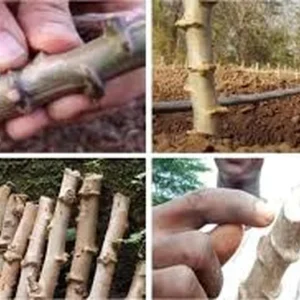 Set of 5 Yucca and Cassava Cuttings - Live Plant Starters - Image 2