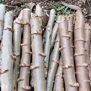 Set of 5 Yucca and Cassava Cuttings - Live Plant Starters - Image 3