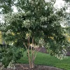 Seven-Son Flower Live Plant - Heptacodium miconioides - 4 inch Pot - Outdoor Tree - Image 1
