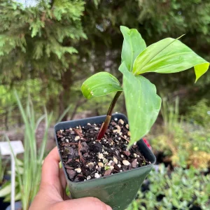 Shampoo Ginger Plant Rhizomes - Awapuhi Zingiber zerumbet Live Roots for Garden or Container, Indoor/Outdoor - Image 10