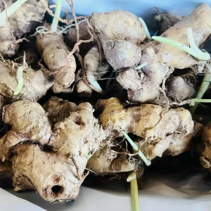 Shampoo Ginger Plant Rhizomes - Awapuhi Zingiber zerumbet Live Roots for Garden or Container, Indoor/Outdoor - Image 2