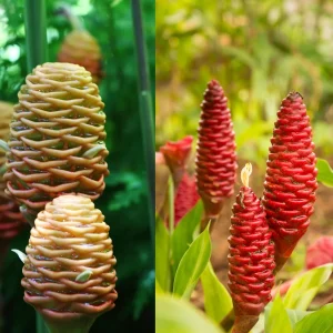 Shampoo Ginger Plant Rhizomes - Awapuhi Zingiber zerumbet Live Roots for Garden or Container, Indoor/Outdoor - Image 7