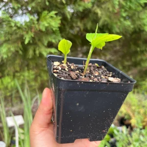 Shampoo Ginger Plant Rhizomes - Awapuhi Zingiber zerumbet Live Roots for Garden or Container, Indoor/Outdoor - Image 9