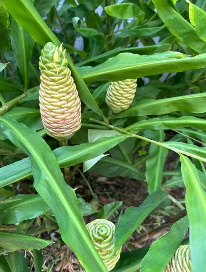 Shampoo Ginger Rhizomes - 2 Fresh Zingiber Zerumbet Roots - Live Plant - Image 7