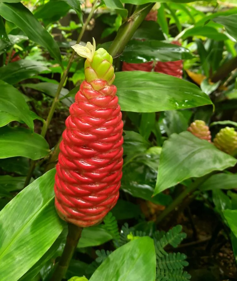 Shampoo Ginger Rhizomes - 2 Fresh Zingiber Zerumbet Roots - Live Plant - Image 8