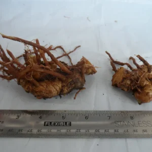 Shampoo Ginger Rhizomes - Zingiber zerumbet Pine Cone Ginger Plant - Image 2