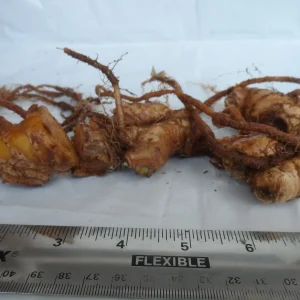 Shampoo Ginger Rhizomes - Zingiber zerumbet Pine Cone Ginger Plant - Image 5