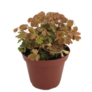 Shamrock Plant Oxalis Triangularis Live Plant – Bronze Foliage – 3.7 in Pot – Indoor/Outdoor - Image 1