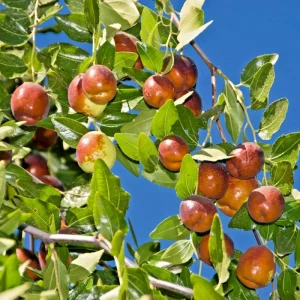 Shanxi Li Jujube Chinese Date Tree Live Plant or Seeds – Edible Fruit - Image 1