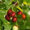 Shanxi Li Jujube Tree - 3 ft Tall Grafted Live Plant - 3 Gallon Pot - Zones 5-9 - Image 1
