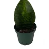 Shark Fin Snake Plant Live Plant – Sansevieria masoniana – 5 inch Pot – Indoor - Image 1