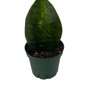 Shark Fin Snake Plant Live Plant – Sansevieria masoniana – 5 inch Pot – Indoor - Image 1
