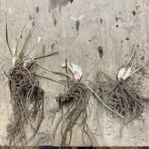 Sharp-Lobed Hepatica Live Plant – Perennial, Bare Root, Zones 4-8, Partial to Full Shade - Image 2