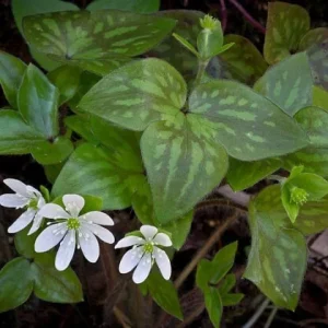 Sharp-Lobed Hepatica Live Plant – Perennial, Bare Root, Zones 4-8, Partial to Full Shade - Image 3