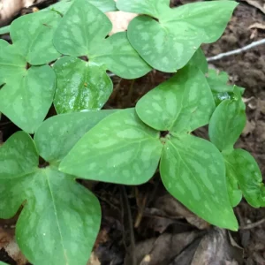 Sharp-Lobed Hepatica Live Plant – Perennial, Bare Root, Zones 4-8, Partial to Full Shade - Image 6