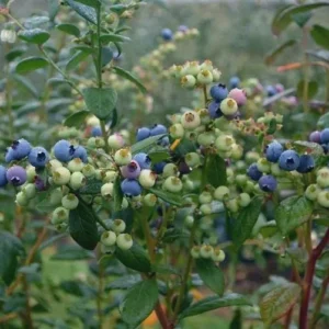 Sharpe Blue Blueberry Live Plant - 5 Starter Plugs - Vaccinium corymbosum - Image 7
