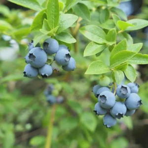 Sharpe Blue Blueberry Live Plant - 5 Starter Plugs - Vaccinium corymbosum - Image 8