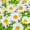 Shasta Daisy Flower Seeds – 500+ Perennial Seeds – Attracts Bees & Butterflies – Full Sun to Partial Shade - Image 1