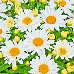 Shasta Daisy Flower Seeds – 500+ Perennial Seeds – Attracts Bees & Butterflies – Full Sun to Partial Shade - Image 1