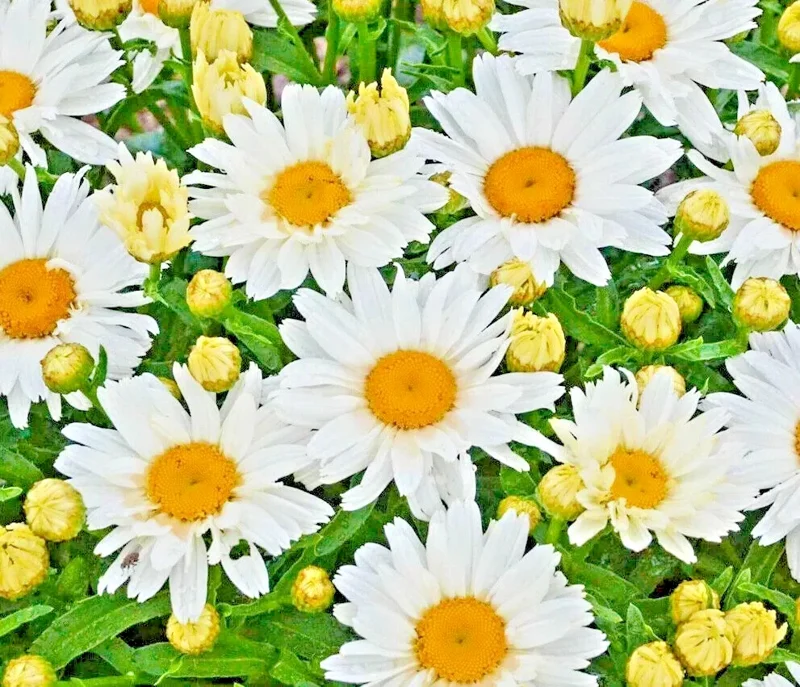 Shasta Daisy Flower Seeds – 500+ Perennial Seeds – Attracts Bees & Butterflies – Full Sun to Partial Shade - Image 1