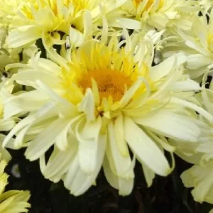Shasta Daisy Live Plant – Leucanthemum Superbum – Starter Perennial – USDA Zones 5-9 - Image 10