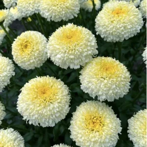 Shasta Daisy Live Plant – Leucanthemum Superbum – Starter Perennial – USDA Zones 5-9 - Image 3
