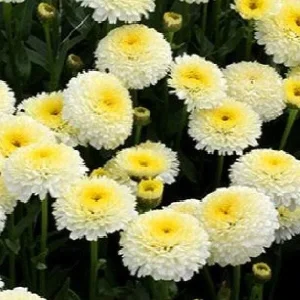 Shasta Daisy Live Plant – Leucanthemum Superbum – Starter Perennial – USDA Zones 5-9 - Image 1