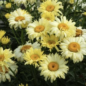 Shasta Daisy Live Plant – Leucanthemum Superbum – Starter Perennial – USDA Zones 5-9 - Image 4