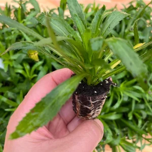 Shasta Daisy Live Plant – Leucanthemum Superbum – Starter Perennial – USDA Zones 5-9 - Image 7