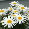 Shasta Daisy Lucille White Live Plant - 4-8" Tall Hardy Perennial White Yellow Blooms for Garden & Landscape - Image 1