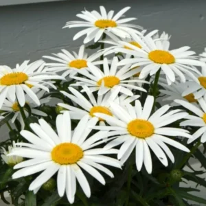 Shasta Daisy Lucille White Live Plant - 4-8