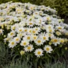 Shasta Daisy Lucille White Starter Plants - Set of 2 Live Perennials, 4-8" Tall, White Blooms, Outdoor - Image 1