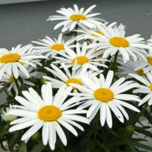 Shasta Daisy Lucille White Starter Plants - Set of 2 Live Perennials, 4-8