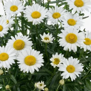 Shasta Daisy Lucille White Starter Plants - Set of 2 Live Perennials, 4-8