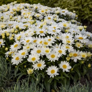 Shasta Daisy Lucille White Starter Plants - Set of 2 Live Perennials, 4-8
