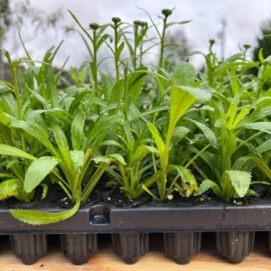 Shasta Daisy Luna Live Plant – 4-8