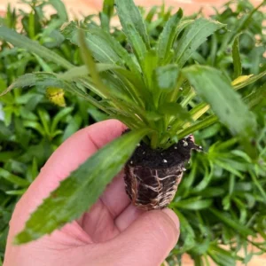 Shasta Daisy Luna Live Plant – 4-8