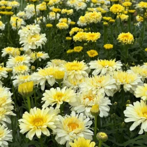 Shasta Daisy Realflor Real Charmer Live Plant – 4-8
